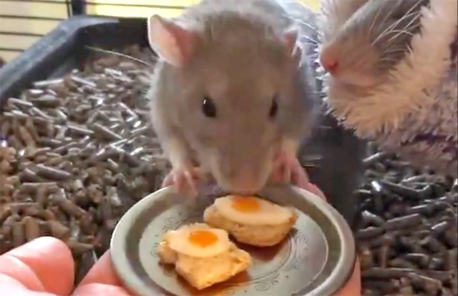 rats-eating-eggs-on-toast