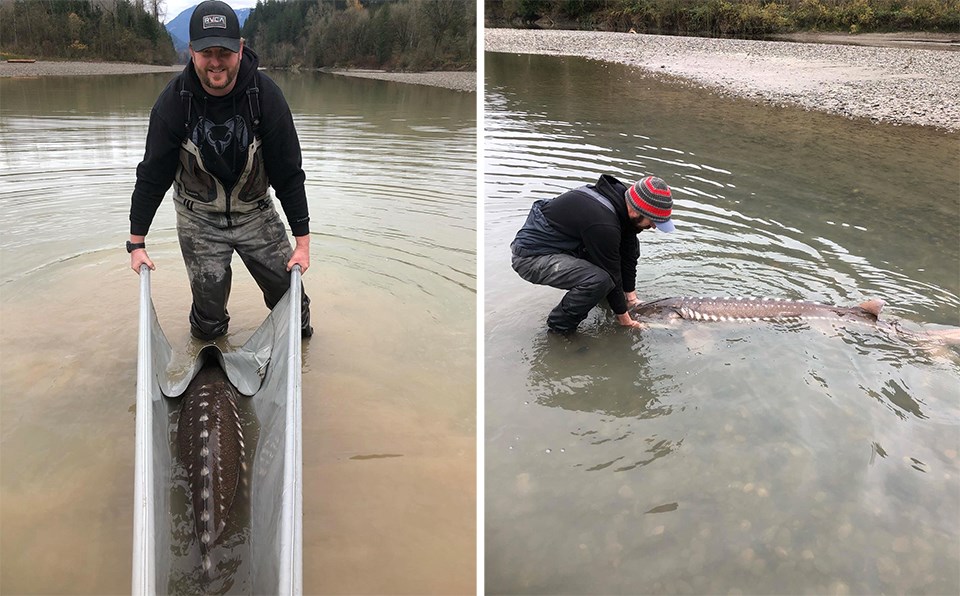 Fishing guides rescued an endangered sturgeon after the recent floods in the Fraser Valley.