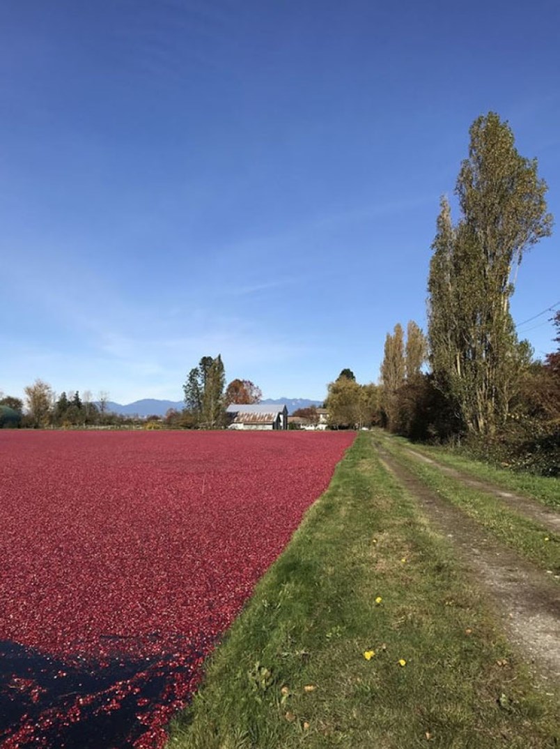 cranberry farm 2