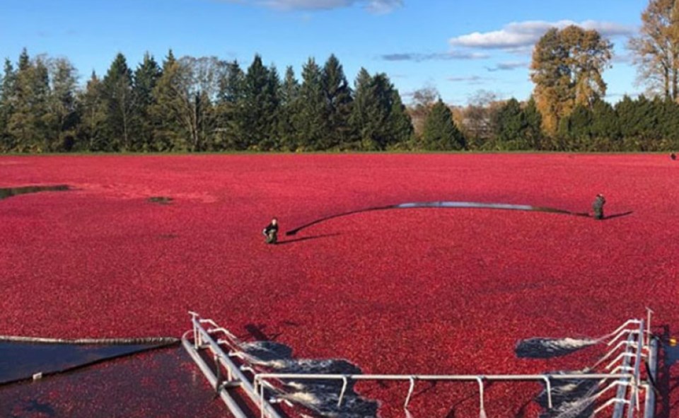 cranberry farm