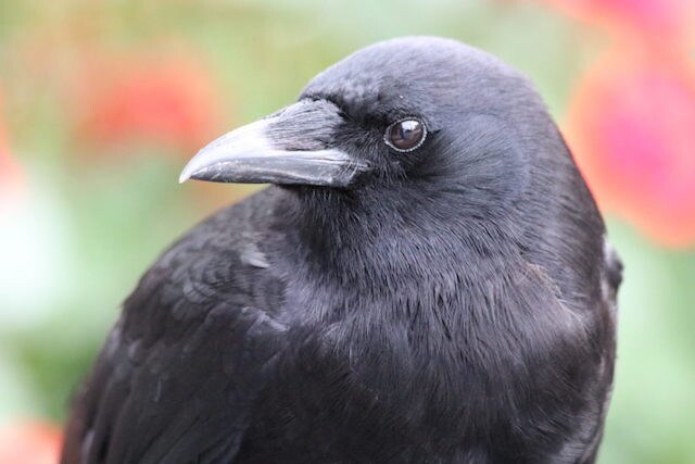crow-in-wild-up-close-credit-colleen-wilson-825x550_p3459212