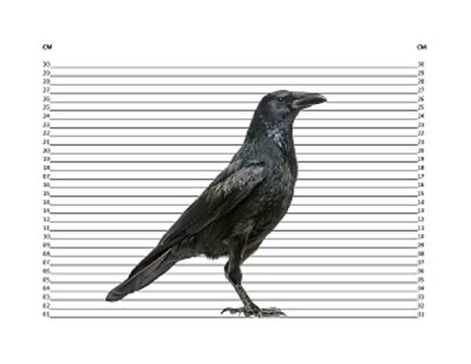 crow