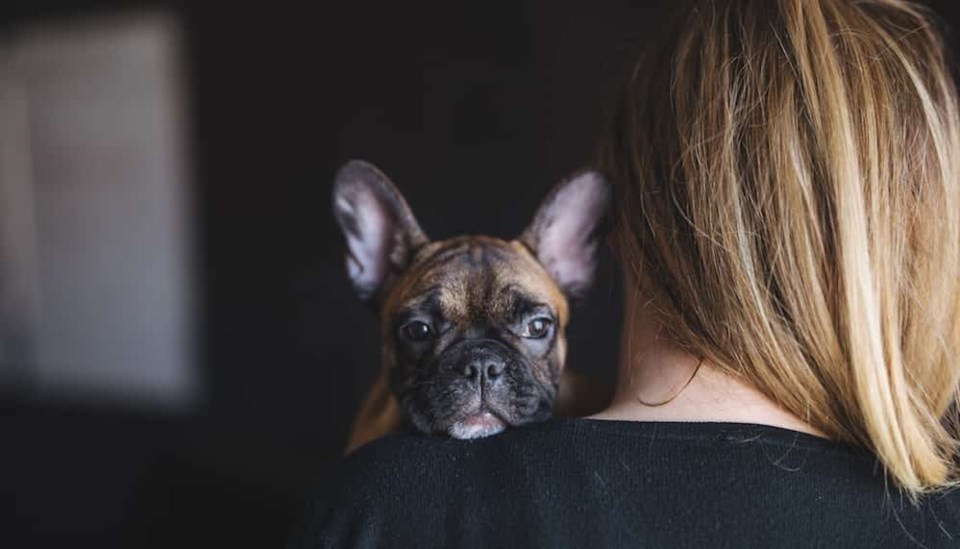 cute-pupper-watching