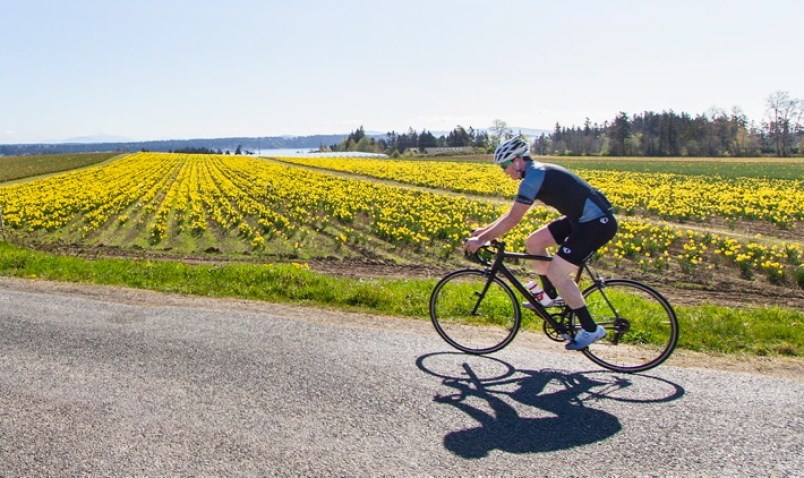 daffodils-cyclist-victoria-bc