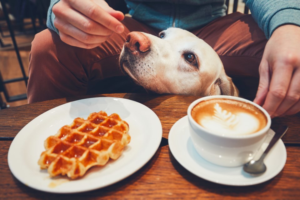 dog and coffee