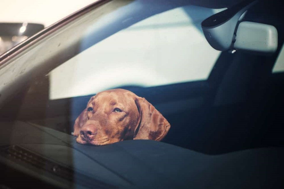 dog-hot-car-feature