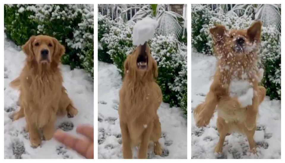 dog snow ball