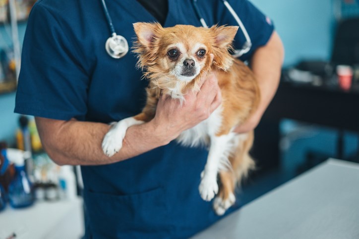 dog-with-veterinarian