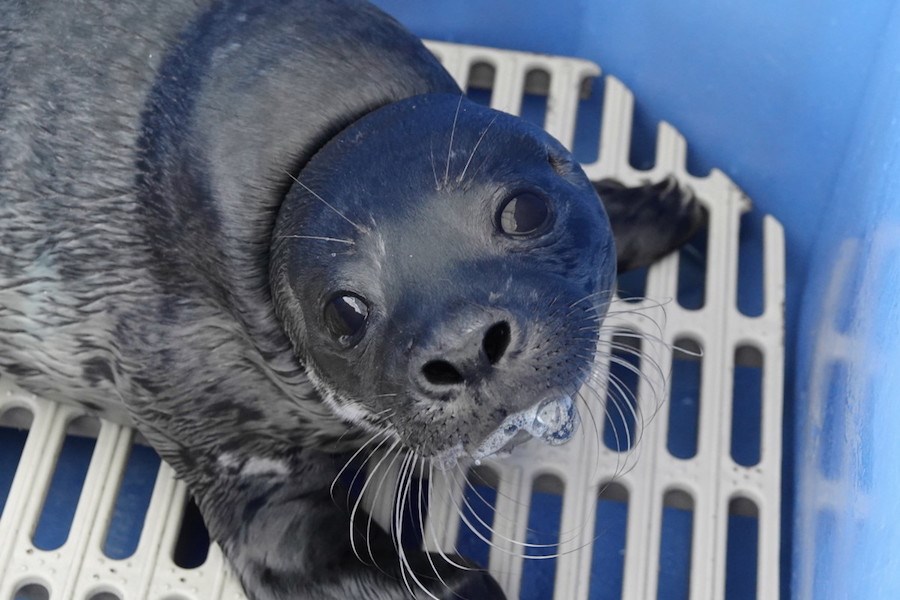 Dr. Bonnie Herring. Photo courtesy Ocean Wise Marine Mammal Rescue Centre                          