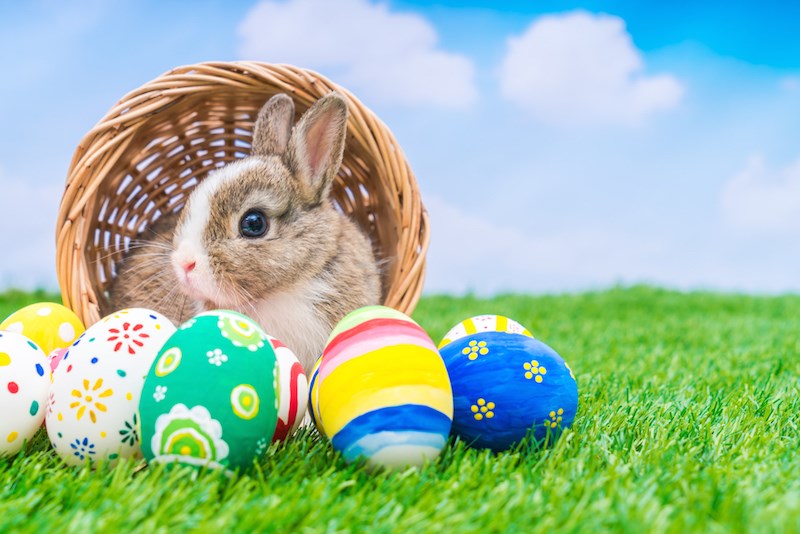 easter-bunny-basket-eggs