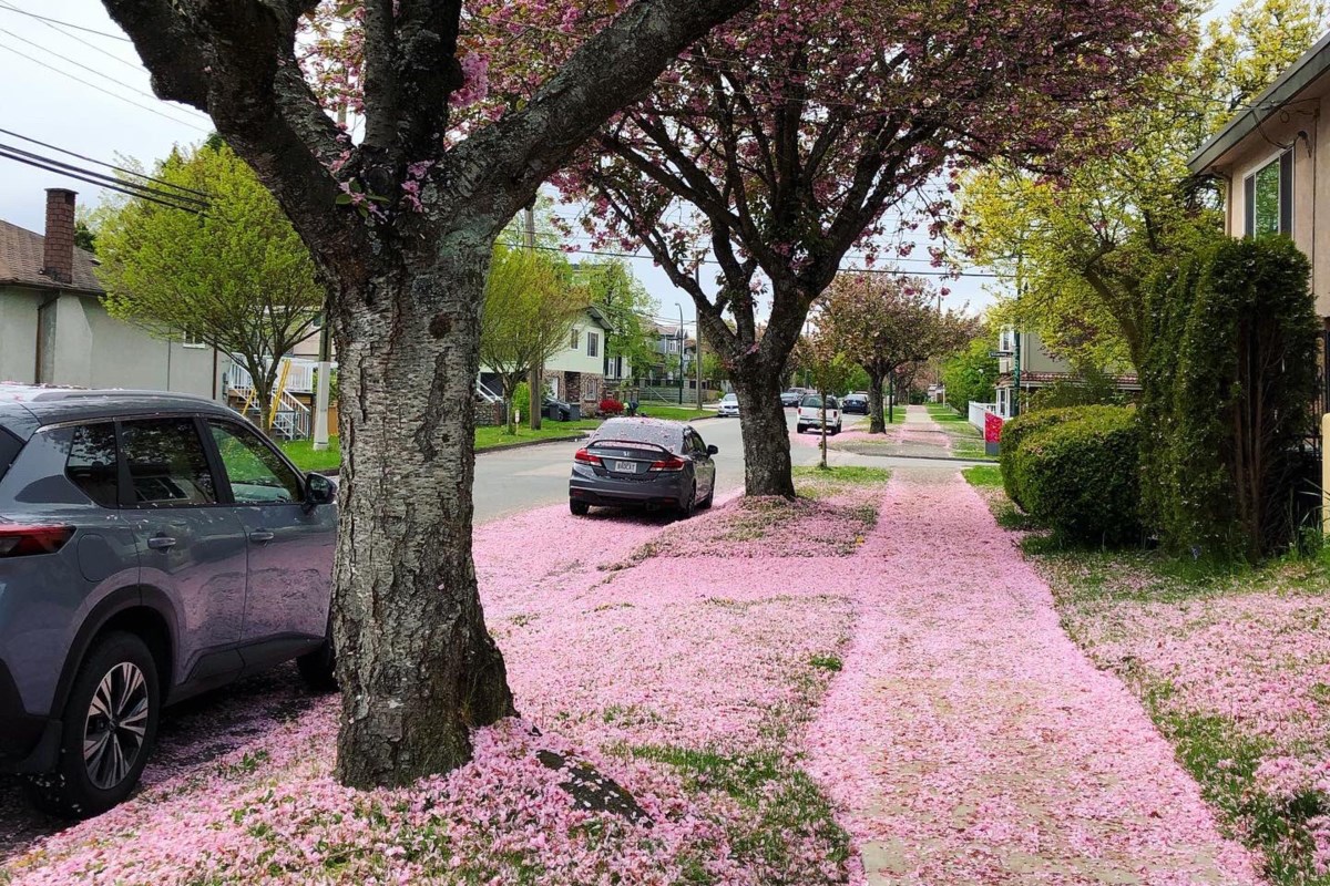The aftermath of cherry blossom season in Vancouver