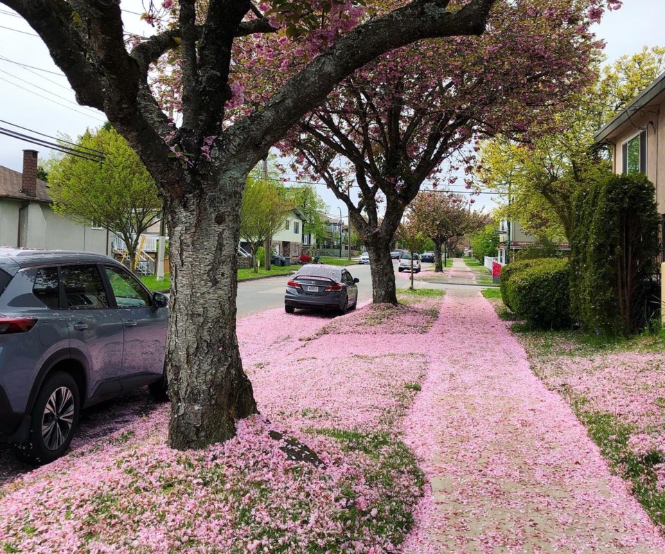 cherry blossom on streets in vancouver