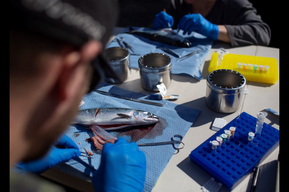 Researchers dissect wild Pacific salmon tissues for molecular analysis and viral genomic sequencing. - Amy Romer