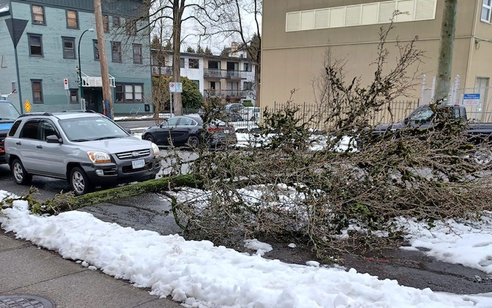 fallen-tree-vancouver