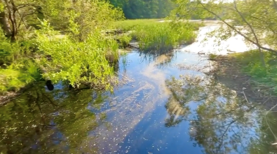 jericho-beach-park-pond-oil-algae