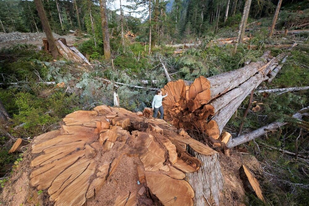 Canada’s largest sustainable forestry program accused of greenwashing