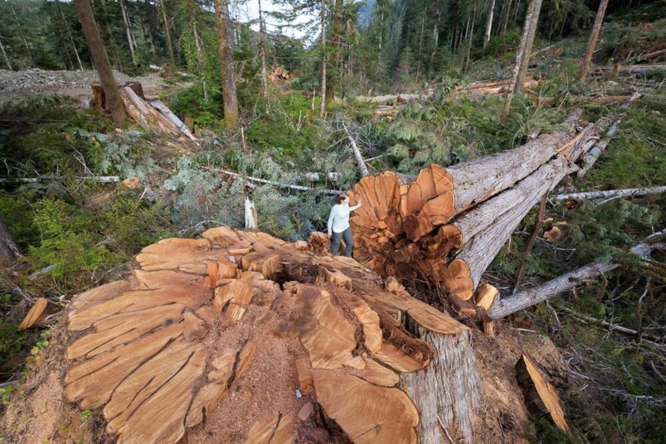 Nahmint Valley logging