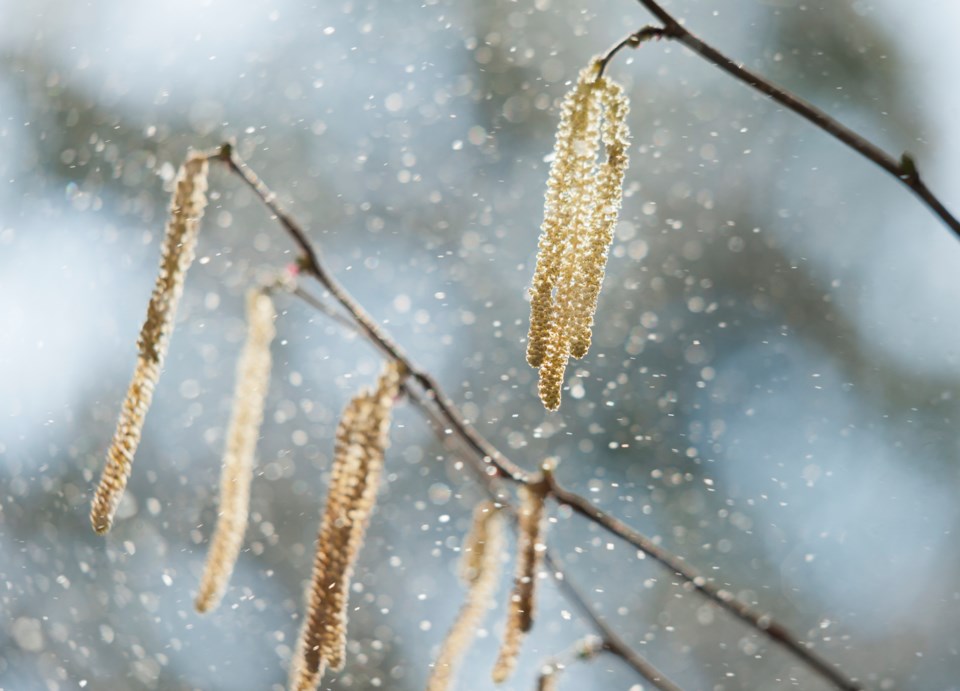 pollen forecast 