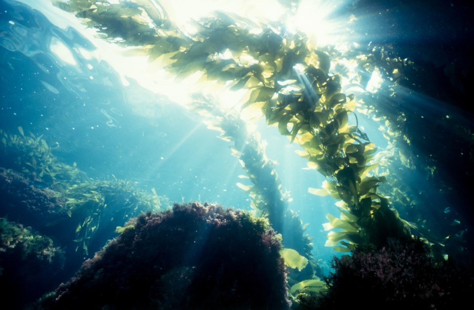 Seaweed-kelp-underwater-ocean_Getty