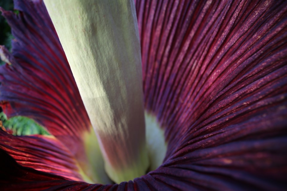 Uncle Fester in bloom