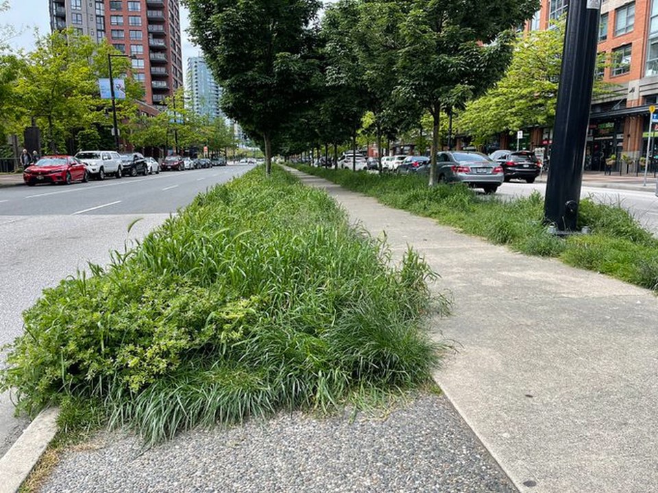 Vancouver grass overgrown lawn