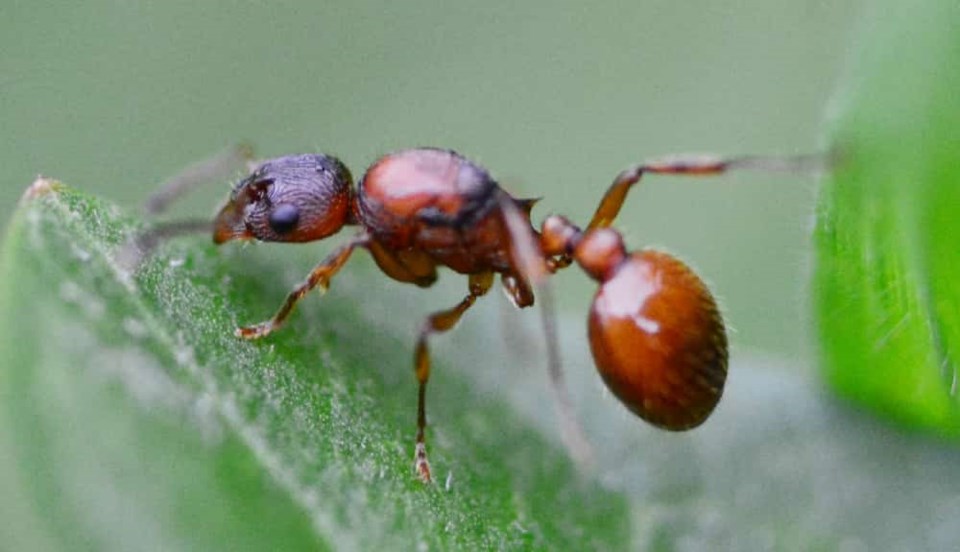 european-fire-ant