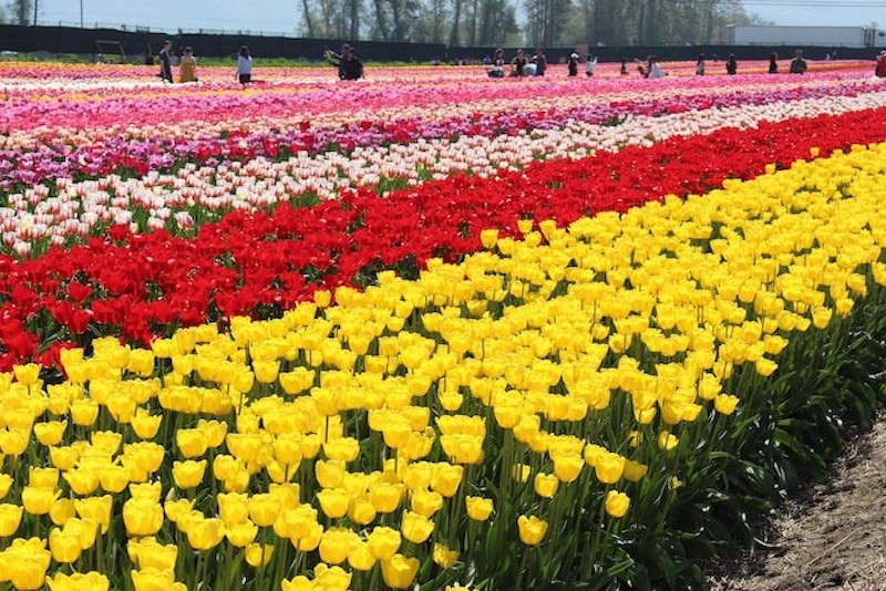 abbotsford-tulip-festival-2018-via