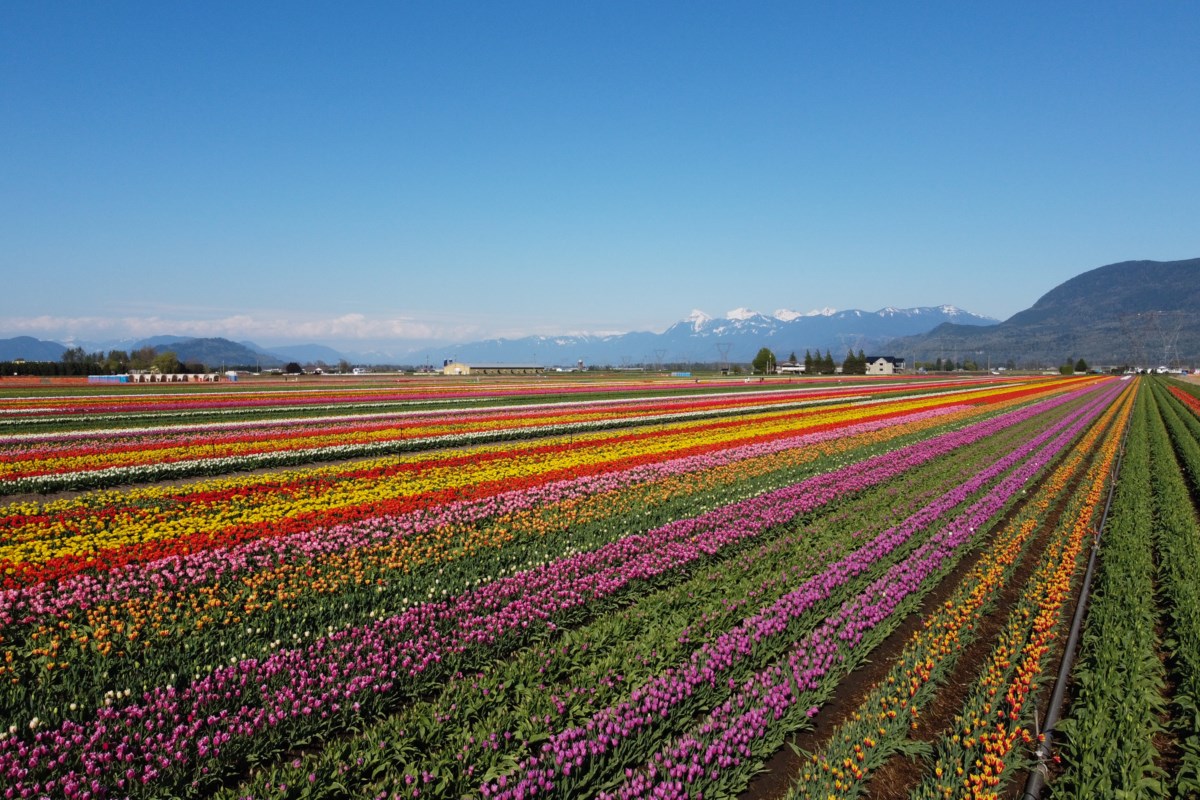 Abbotsford Tulip Festival: Lakeland Flowers event in 2023 - Vancouver Is  Awesome