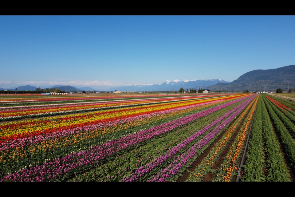 Abbotsford Tulip Festival: Lakeland Flowers event in 2023