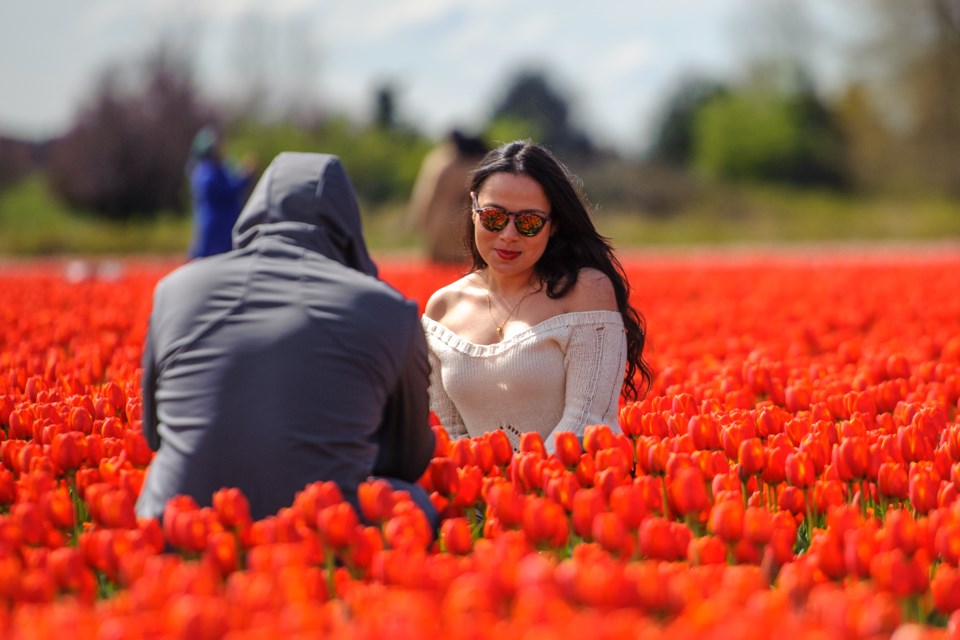 Guests at the Chilliwack Tulip Festival take photos amongst the flowers on April 11, 2022