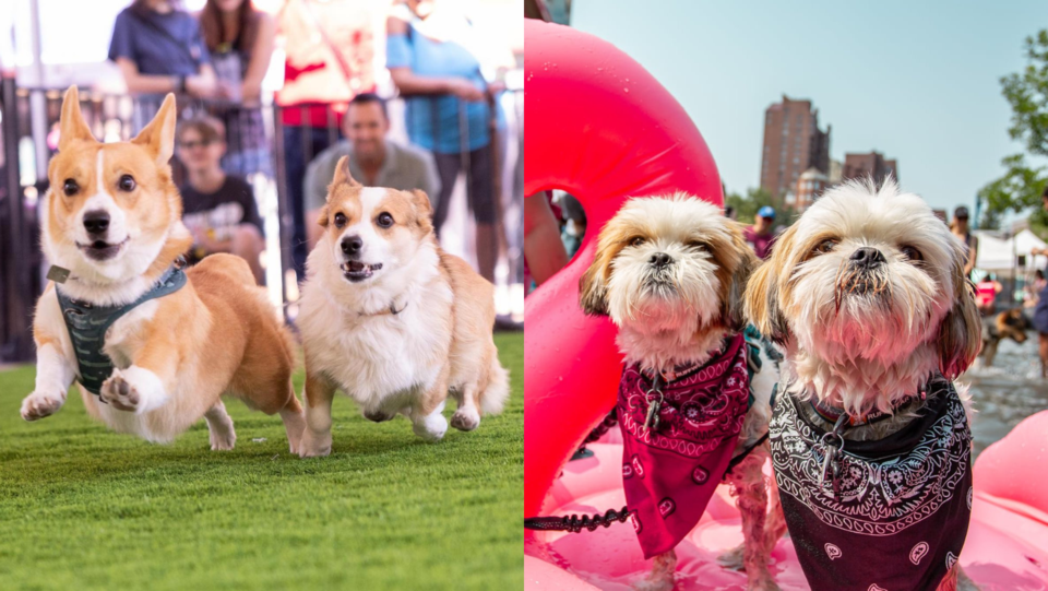 dog-event-downtwon-vancouver