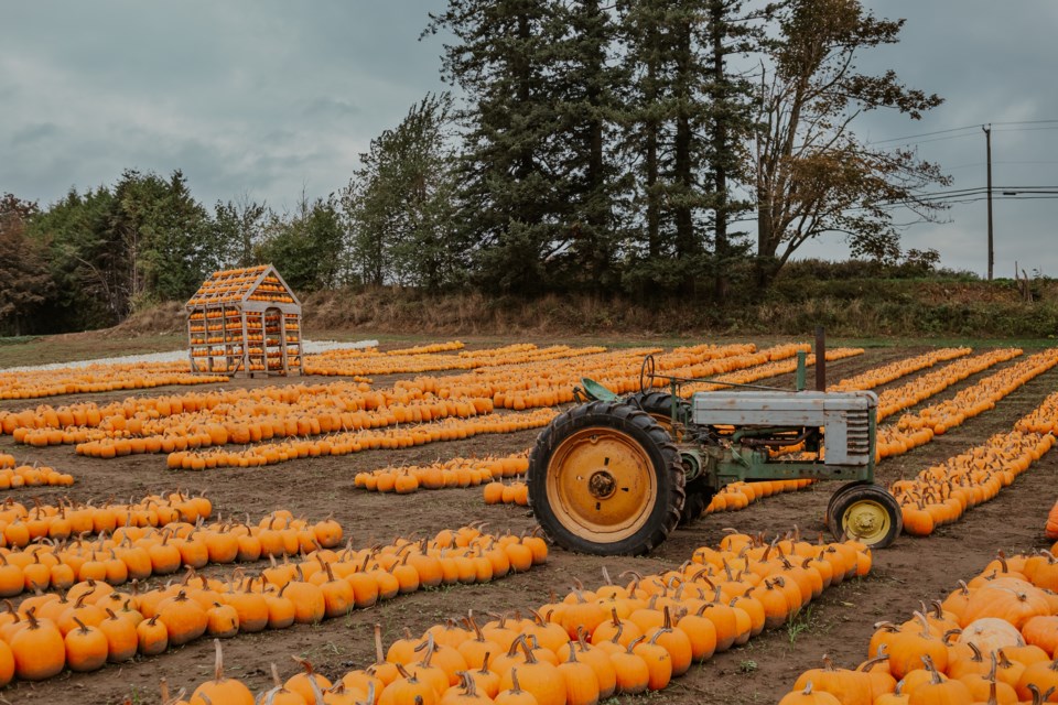 Fall at the Farm Maan Farms