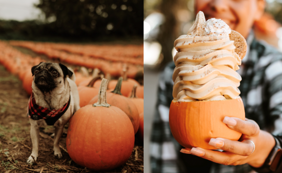fall-maan-farms-pumpkin-patch-metro-vancouver