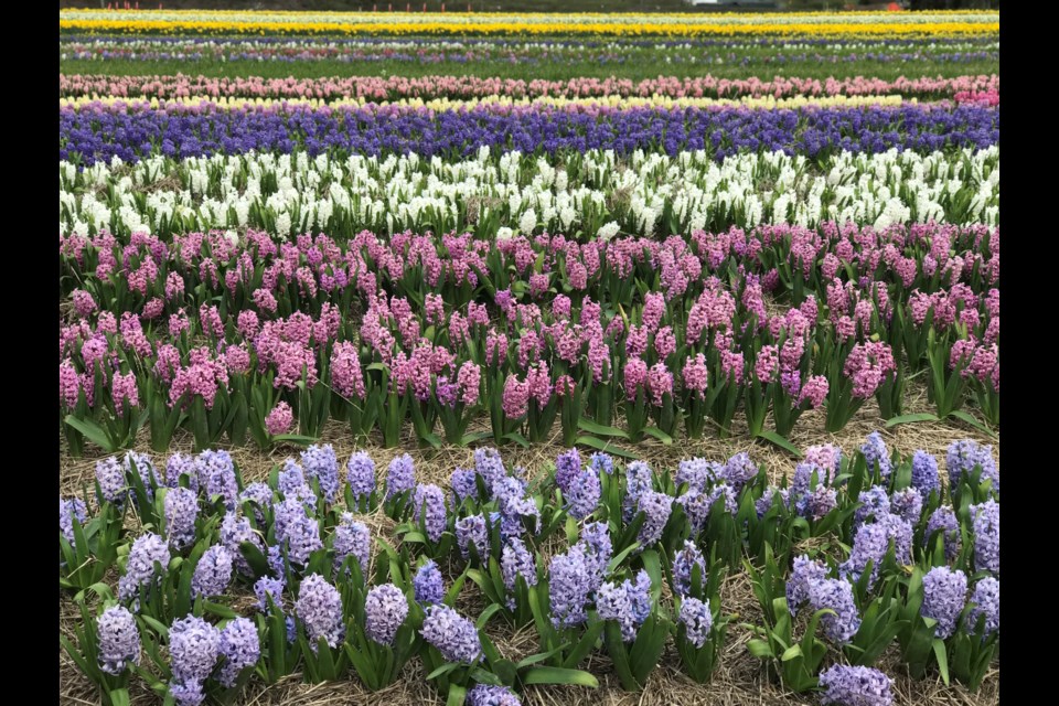 Millions of flowers will be blooming at the first-ever Harrison Tulip Festival.