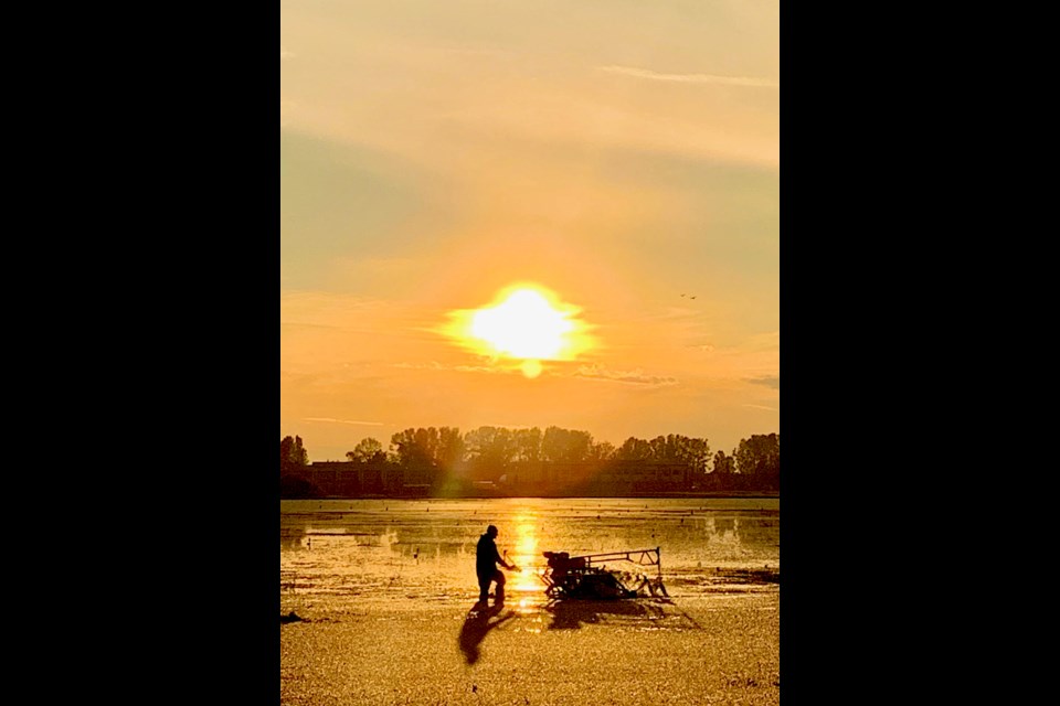 Sunset at the Mayberry Cranberry Farm in Burnaby. Photo by John Preissl