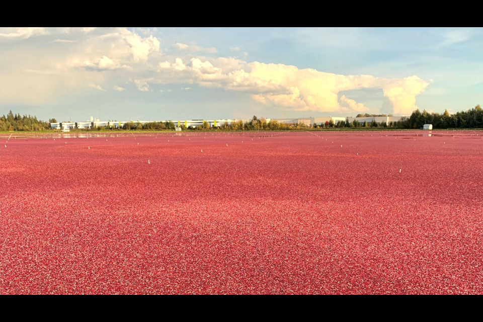 Harvest time at Mayberry Cranberry Farm in Burnaby, as captured on Thursday, Oct. 22. Photo by John Preissl