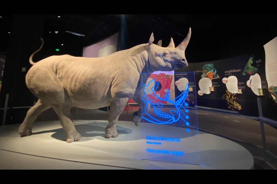 A life-size rhinoceros model is meant to illustrate how large skin is as an organ.