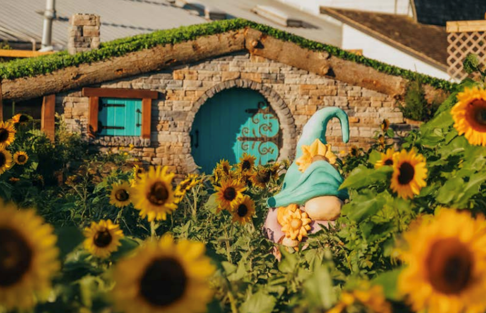 Taves Farms in Abbotsford invites locals to stroll through rows of sunflowers, pet goats, sip cider, explore a maze, and snap photos until Sept. 7, 2025.