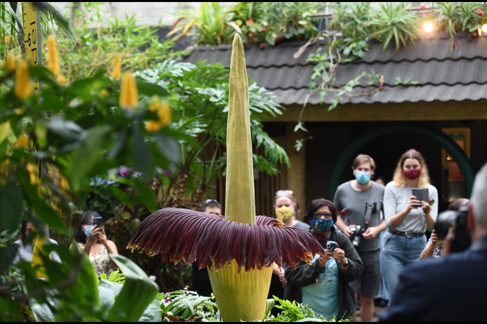 Uncle Fester, a corpse flower (a Amorphophallus titanum), bloomed in Vancouver's Bloedel Conservatory Aug. 19, 2021. It has a famously smelly stench, like rotting meat.