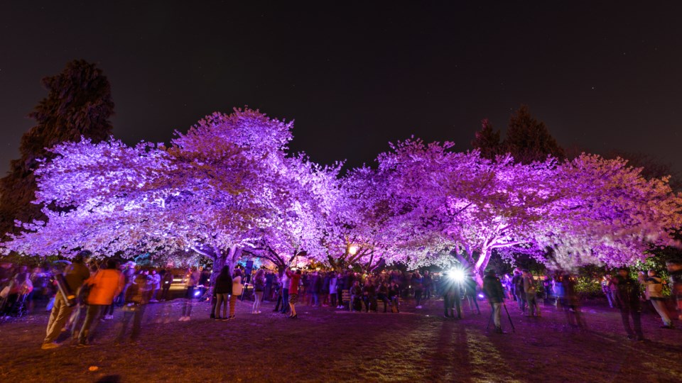 vancouver-cherry-blossom-festival-24