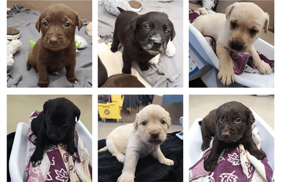 feature-news-dog-nova-puppies-9x9-825