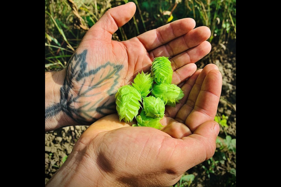 Brewer Azlan Graves holding fresh hops.