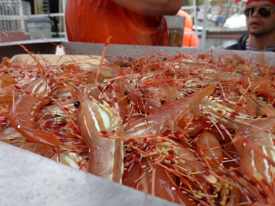 bc-spot-prawns-vancouver