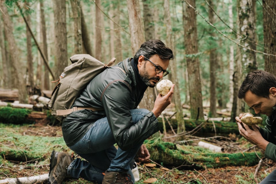 Bearface master distiller Andreas Faustinelli forages for wild B.C. White Pine or Matsutake mushrooms