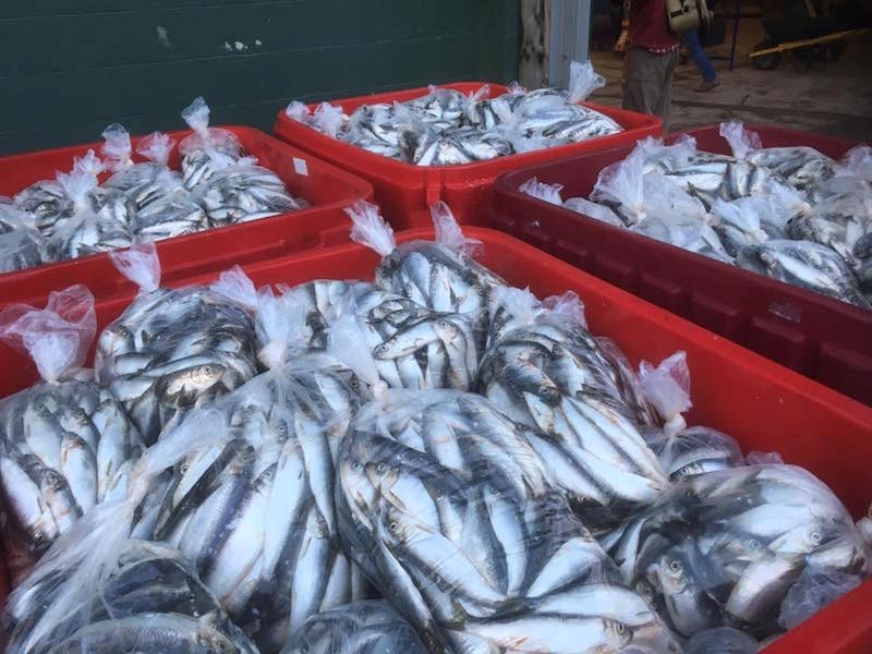 fishermen-helping-kids-with-cancer-herring-sale