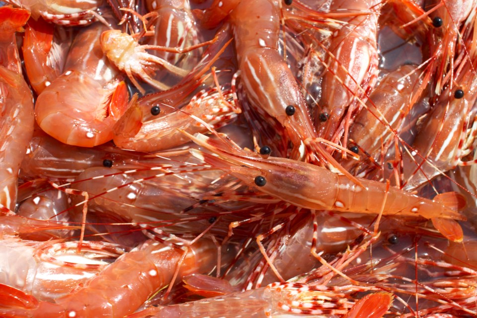 fresh-bc-spot-prawns-raw