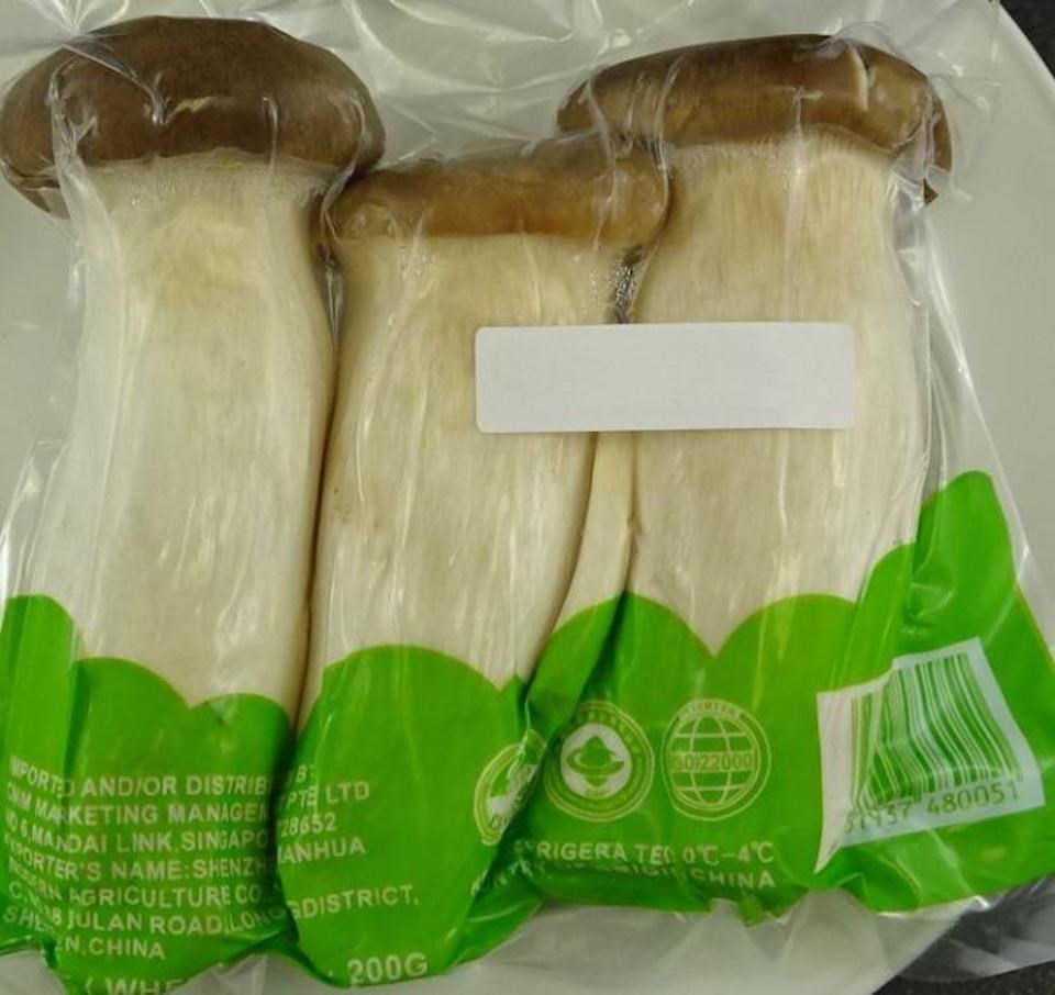 TWA Fungi King Oyster Mushroom