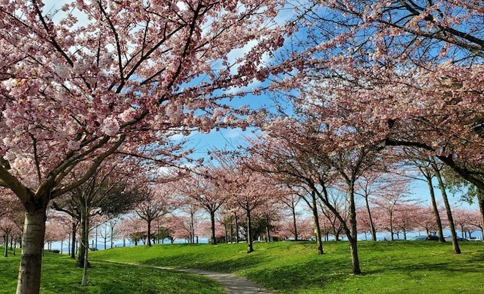 garry-point-richmond-cherry-trees-2020