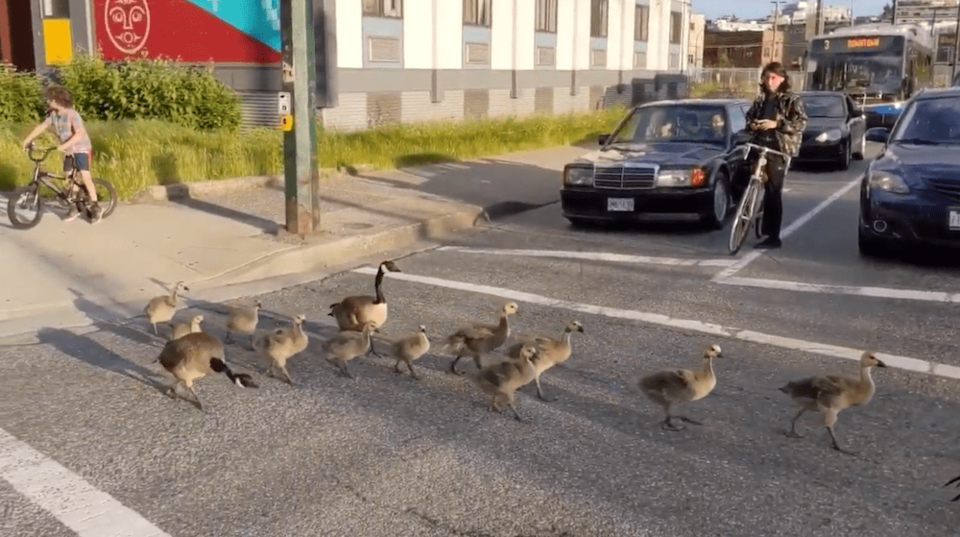 geese-crossing.jpg