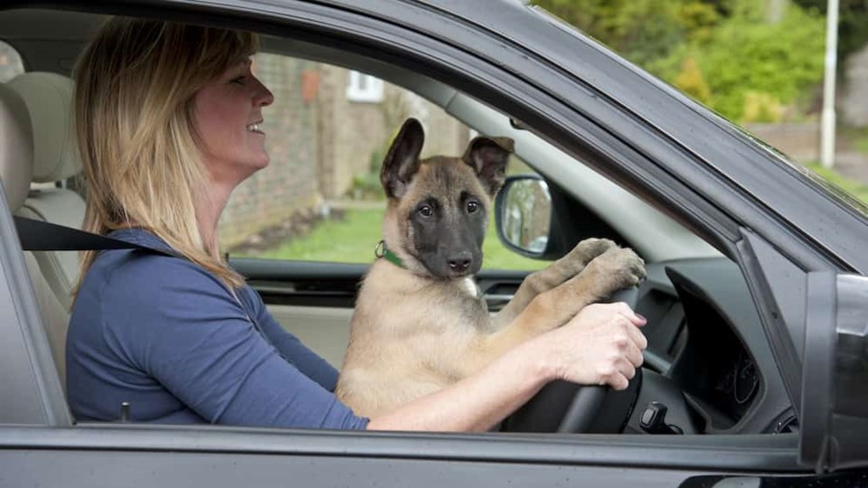 german-shepherd